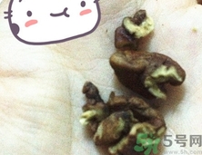 三只松鼠多少錢一袋？三只松鼠價(jià)格