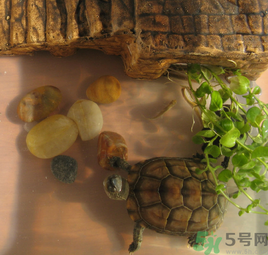 家里養(yǎng)烏龜好不好？家里養(yǎng)烏龜有什么講究？