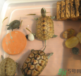 家里養(yǎng)烏龜好不好？家里養(yǎng)烏龜有什么講究？