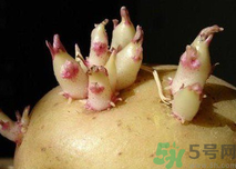 土豆發(fā)芽了還能吃嗎？發(fā)芽的土豆吃了會怎么樣？