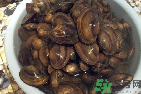 如何挑選河蚌？河蚌的營養(yǎng)價值？
