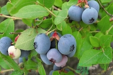 藍莓怎么洗？藍莓可以怎么吃？