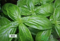 孕婦可以吃紫蘇嗎？孕婦吃紫蘇的好處及注意事項
