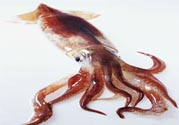 魷魚怎么處理？干魷魚怎么泡發(fā)？