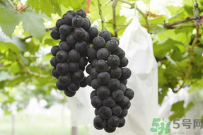 夏黑葡萄孕婦能吃嗎？孕婦吃夏黑葡萄的好處及禁忌