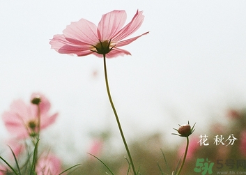 秋分吃什么？秋分吃什么水果？