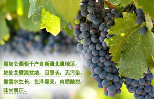 黑加侖皮能吃嗎？黑加侖皮的功效