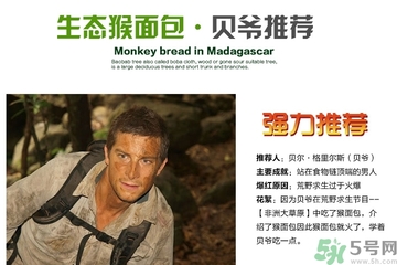 面包果怎么吃？面包果的功效