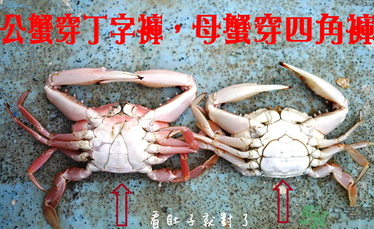 九月份吃公蟹還是母蟹？公蟹和母蟹哪個更好吃？