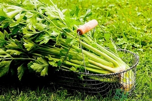 芹菜汁能去斑嗎？芹菜汁可以做面膜嗎？