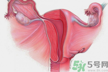 子宮移位的原因是什么？子宮移位的癥狀有哪些？