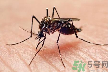 寨卡病毒對(duì)孕婦有危害嗎？寨卡病毒對(duì)孕婦的危害有哪些？