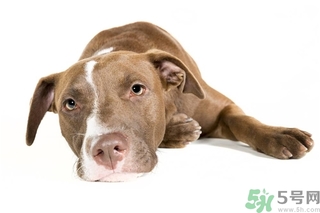 懶有什么壞處？懶有什么好處？