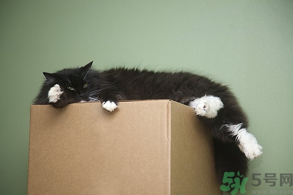 懶有什么壞處？懶有什么好處？