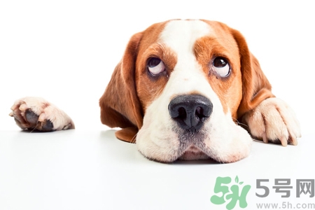 被狗咬出血怎么辦？被狗咬了沒(méi)出血怎么辦？