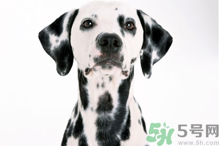 狗狗怎么訓(xùn)練？狗狗怎么喂養(yǎng)？