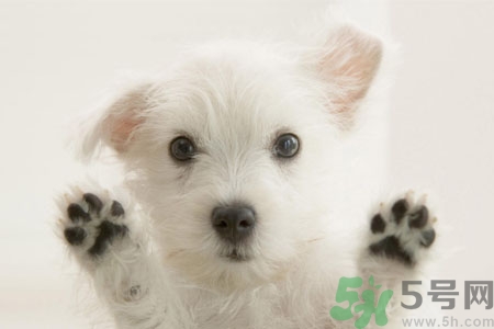 狗狗咳嗽怎么回事？狗狗咳嗽怎么辦？