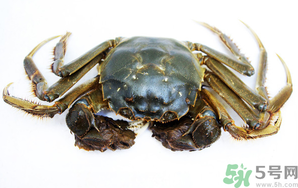 河蟹死了還能吃嗎？河蟹死了多久還能吃？