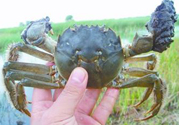 盤錦河蟹什么時候最好？盤錦河蟹什么時候最肥？