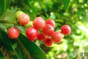 五月茶的功效 五月茶怎么吃？
