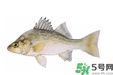 秋季適合吃什么魚？秋季吃魚的好處？