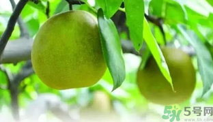 吃梨子喝水會拉肚子嗎？吃完梨子能喝水嗎？