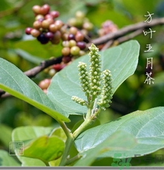 五月茶的功效 五月茶怎么吃？