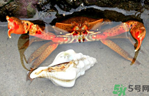 河蟹死了一天能吃嗎？河蟹死了多久不能吃？