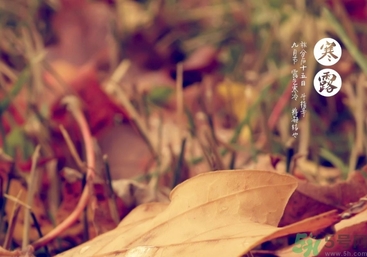 寒露是什么意思？寒露是幾月幾日