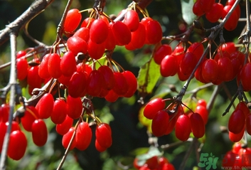 茱萸是什么？重陽節(jié)為什么要插茱萸？