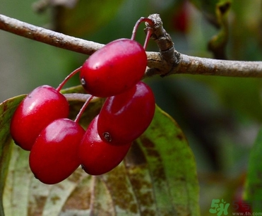 茱萸是什么？重陽節(jié)為什么要插茱萸？