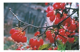 茱萸是什么？重陽節(jié)為什么要插茱萸？