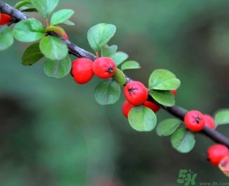 茱萸是什么？重陽節(jié)為什么要插茱萸？
