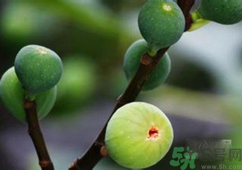 吃無花果會(huì)過敏嗎？吃無花果干會(huì)過敏嗎？
