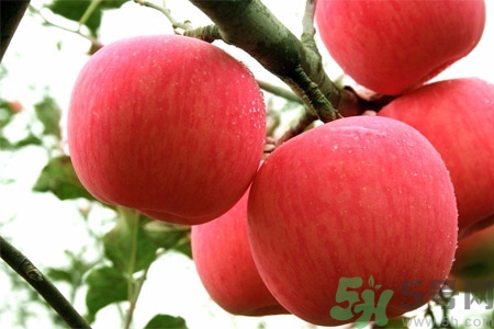 孕婦吃嘎啦果的好處有哪些？嘎啦果的營養(yǎng)價(jià)值