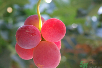 巨峰葡萄多少錢一斤？巨峰葡萄價(jià)格
