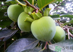 青柿子怎么吃？青柿子能吃嗎？