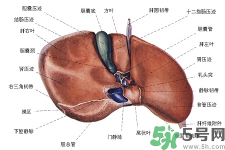 男性護(hù)肝的方法有哪些？養(yǎng)肝護(hù)肝必吃3大營養(yǎng)素