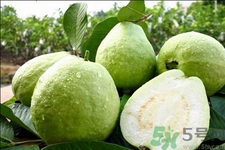芭樂怎么吃？芭樂的營養(yǎng)價值與功效