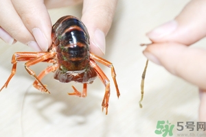 活蝦怎么處理干凈蝦線？活蝦怎么去蝦線？
