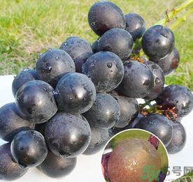 巨峰葡萄怎么保存？巨峰葡萄可以放多久？
