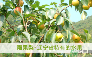 孕婦能吃南國梨嗎？南國梨孕婦可以吃嗎？