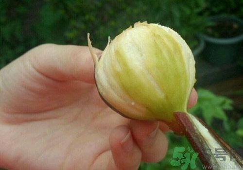 吃無花果要剝皮嗎？吃無花果皮有什么好處？