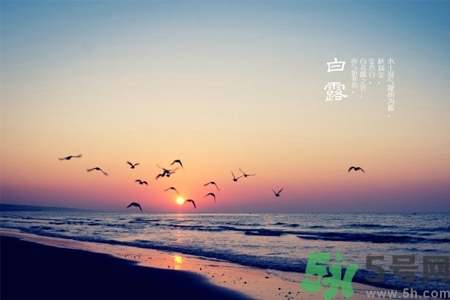 白露節(jié)吃什么？白露節(jié)的傳統(tǒng)美食有哪些？