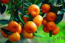 橘子可以多吃嗎？橘子吃多了會(huì)怎樣？