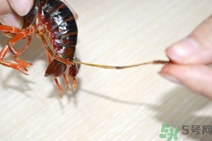 活蝦怎么處理干凈蝦線？活蝦怎么去蝦線？