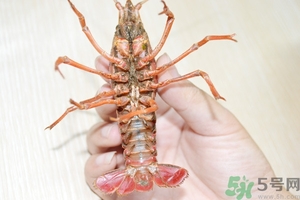 活蝦怎么處理干凈蝦線？活蝦怎么去蝦線？