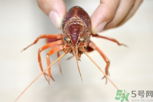 活蝦怎么處理干凈蝦線？活蝦怎么去蝦線？