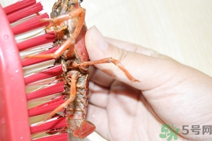 活蝦怎么處理干凈蝦線？活蝦怎么去蝦線？