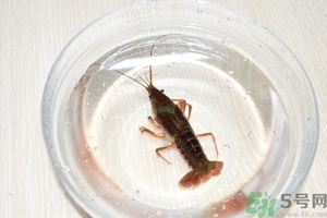 活蝦怎么處理干凈蝦線？活蝦怎么去蝦線？